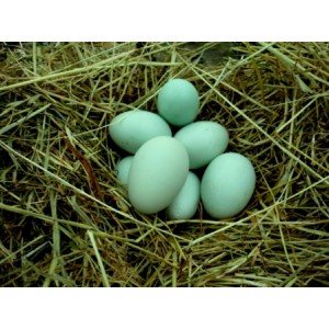 Cream Legbar Hatching Eggs